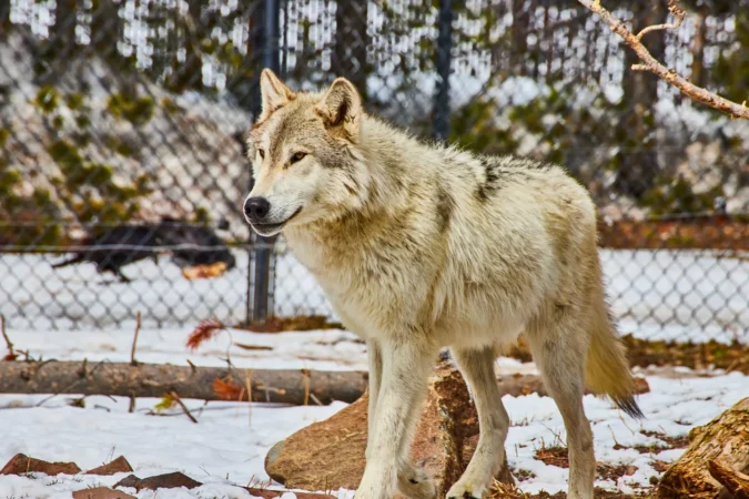 Wolf at the Grizzly and Wolf Discovery Center in Montana