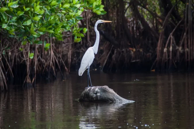 Great egret (Ardea alba) in the wildlife reserve Biotopo Monterrico-Hawaii, Guatemala
