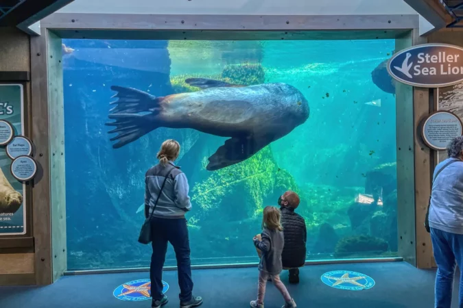 Animals in the Sealife Center in Seward, Alaska