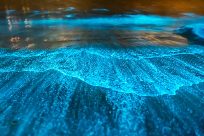 Bioluminescence at night, Jervis Bay, Australia