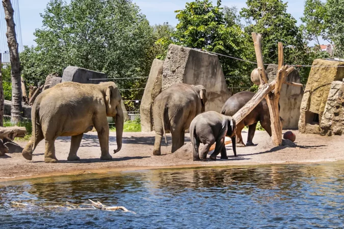 Elephant in Amsterdam Artis Zoo