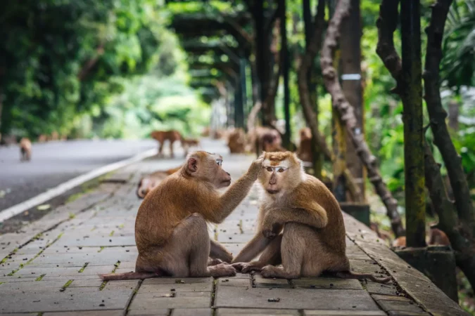 Monkey Hill in Phuket, Thailand