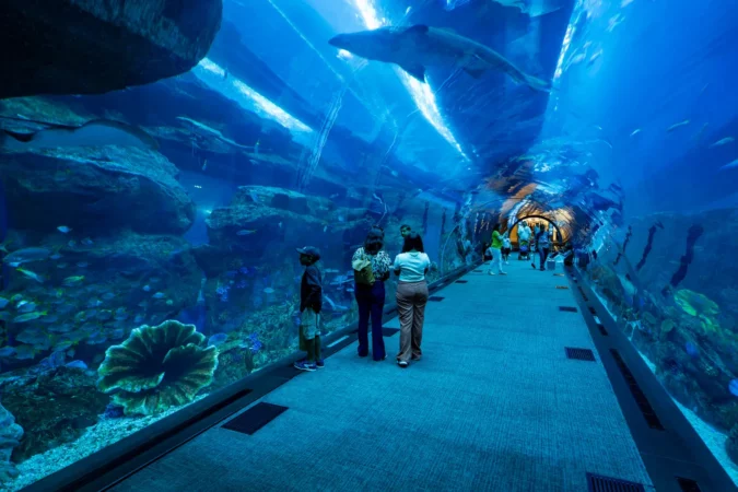 The Dubai Aquarium and Underwater Zoo.