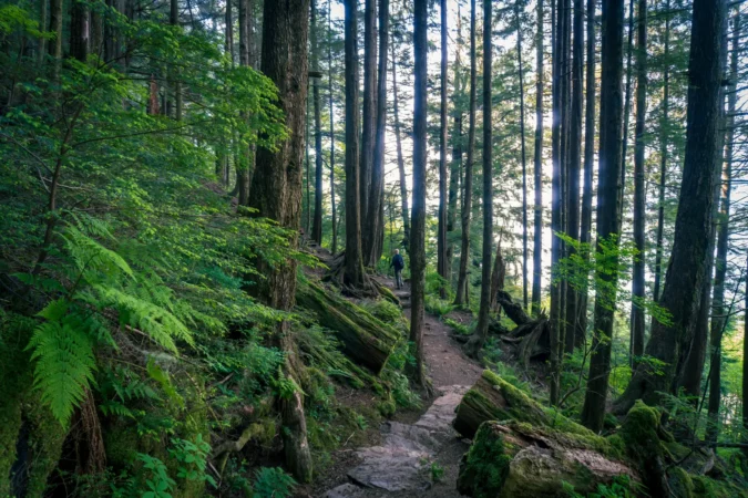 Tongass National Forest in Ketchikan, Alaska