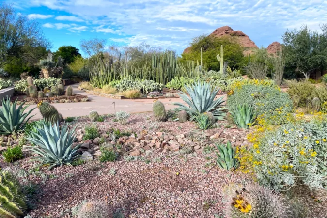 Cactus garden in Phoenix, Arizona, USA
