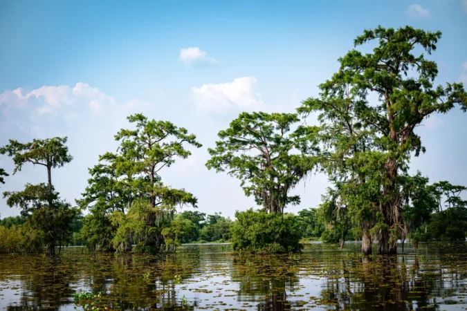 Atchafalaya Basin swamp in Louisiana