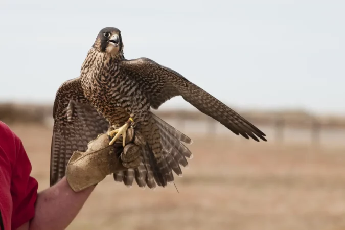 Peregrine Falcon at the World Center of Birds of Prey in Boise, Idaho