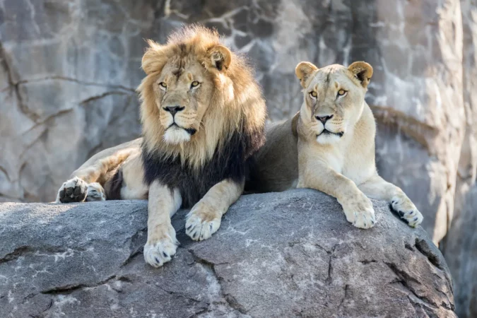 Male and female lion at the Zoo