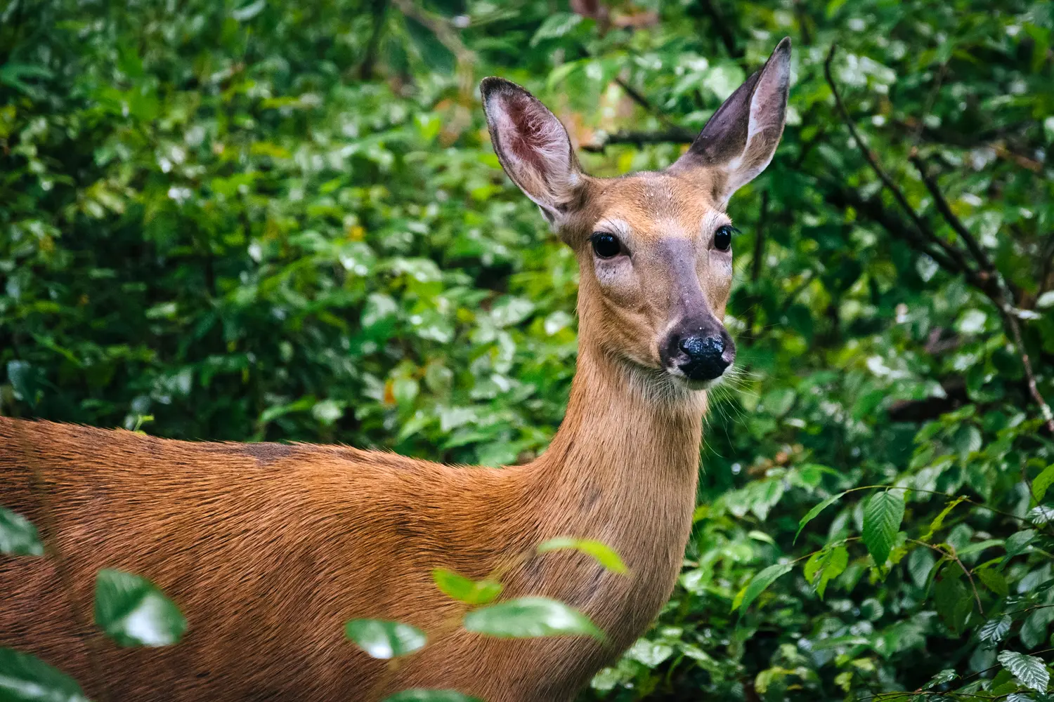 Deer at Shenandoah National Park in Virginia, USA