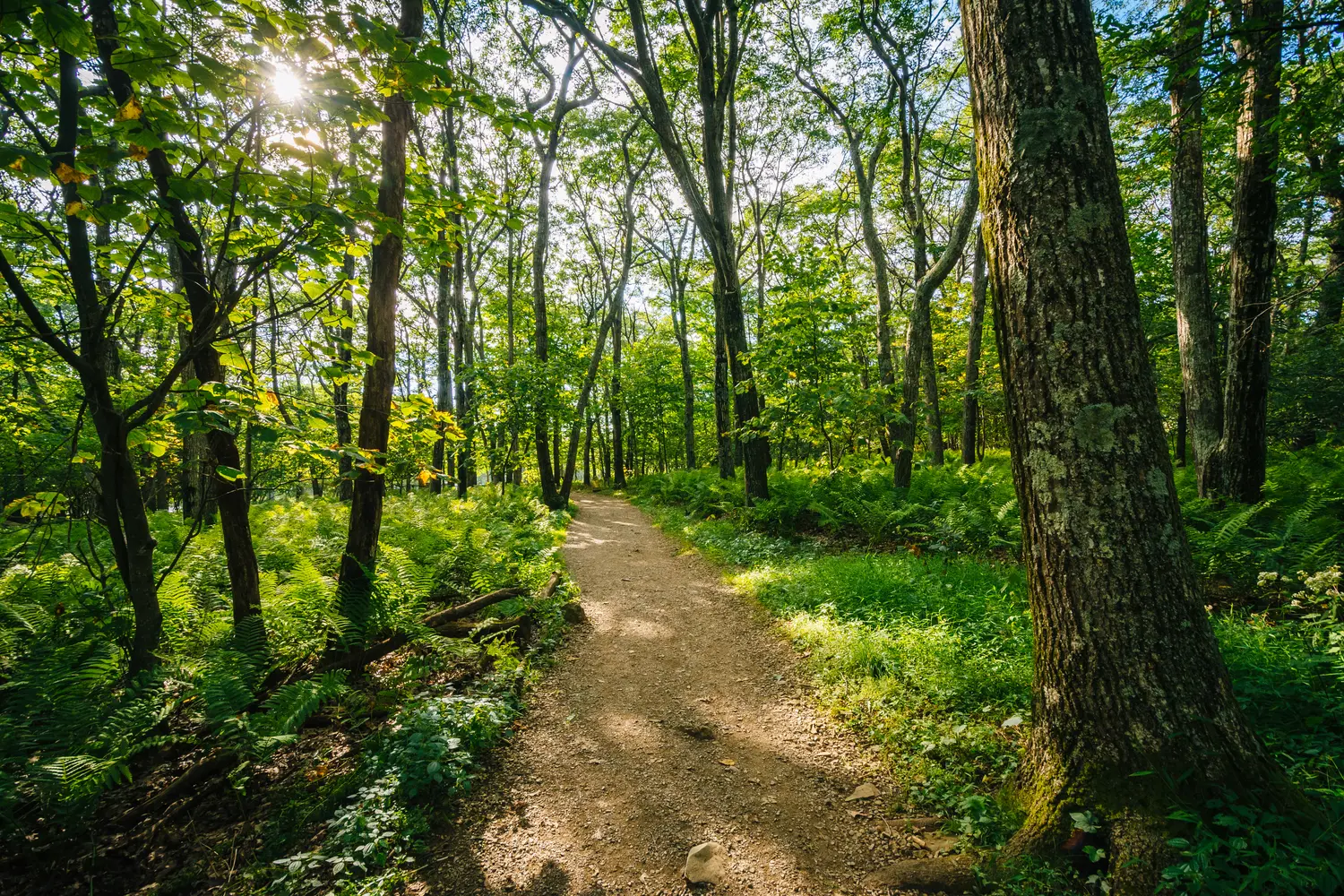 Trail through a forest in Shenandoah National Park in Virginia, USA