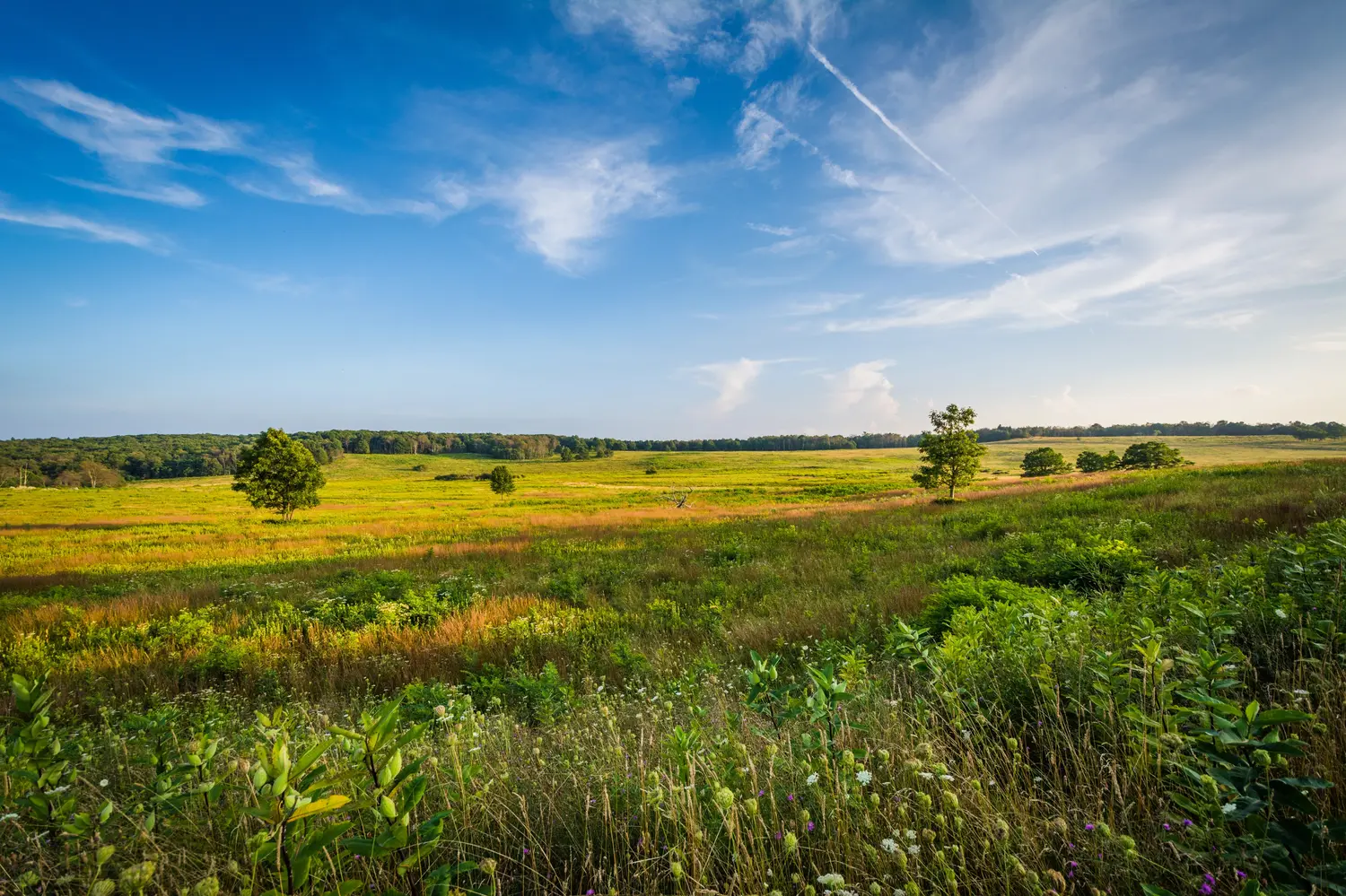 View of Big Meadows at Shenandoah National Park in Virginia, USA
