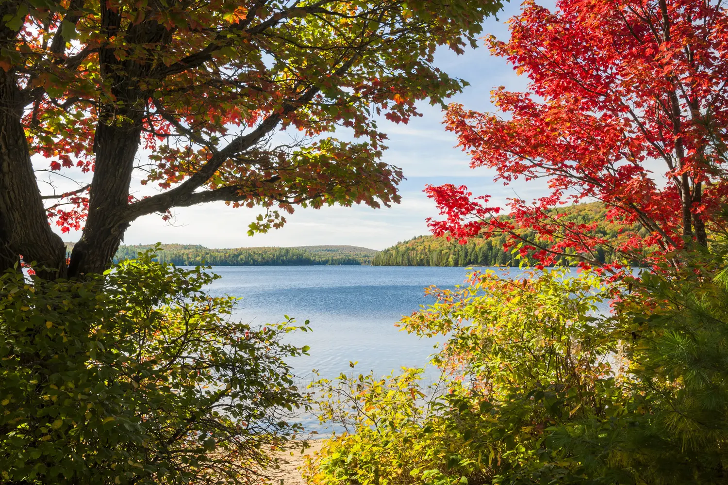 Lake as seen through the forest at Algonquin Provincial Park in Canada