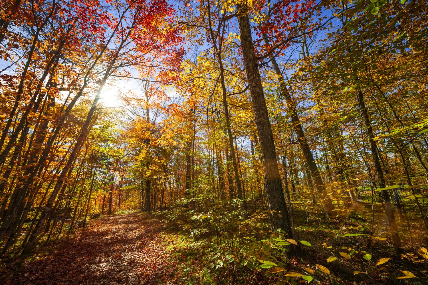 Hiking trail at Algonquin Provincial Park in Canada