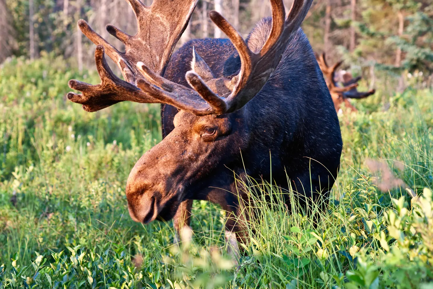Moose at Algonquin Provincial Park in Canada