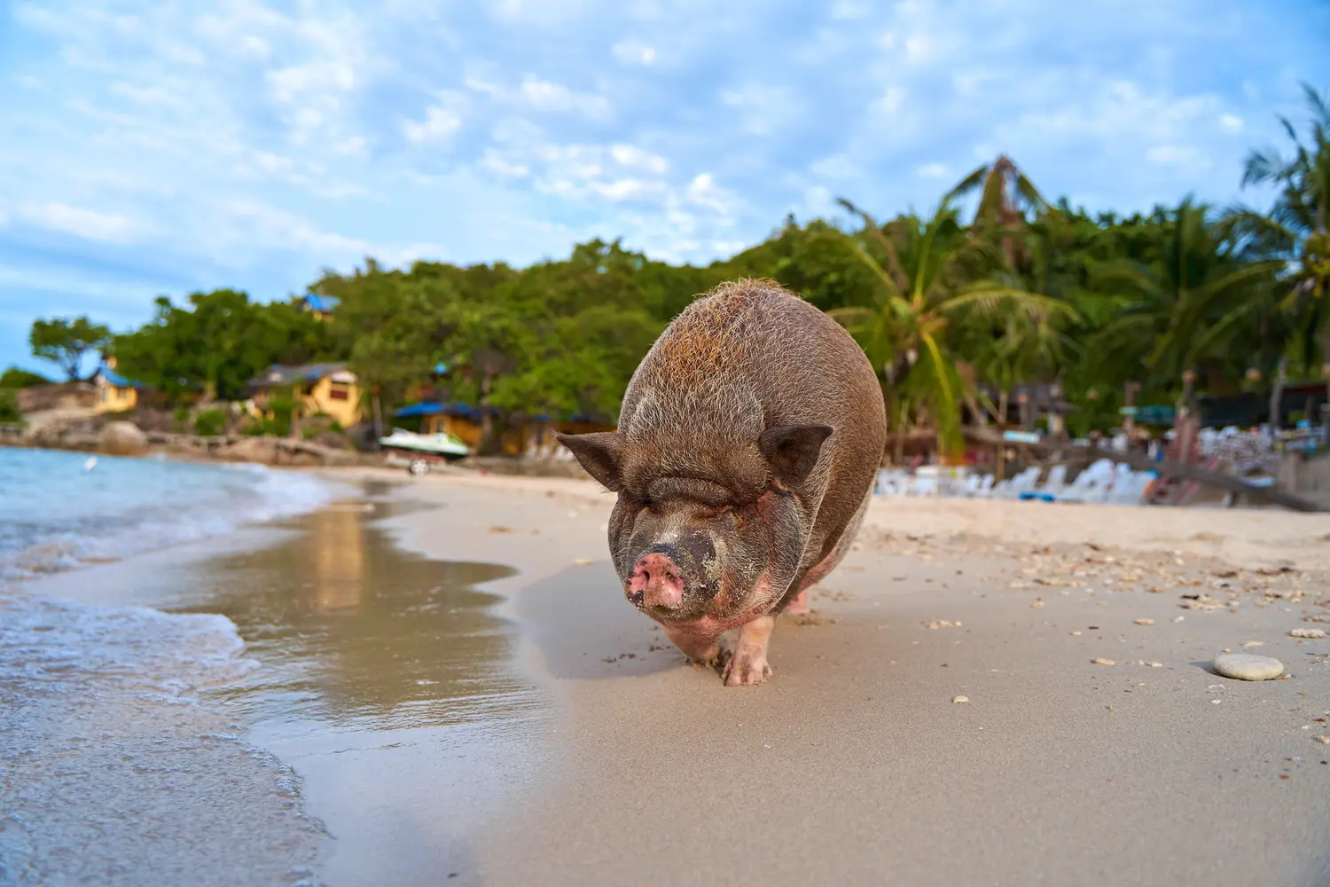 Pig on Pig Island near Koh Samui, Thailand