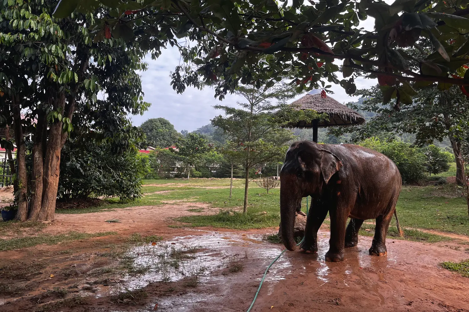 Elephants at the Samui Elephant Sanctuary in Koh Samui