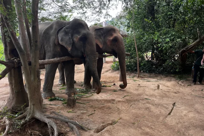 Elephants at the Samui Elephant Sanctuary in Koh Samui