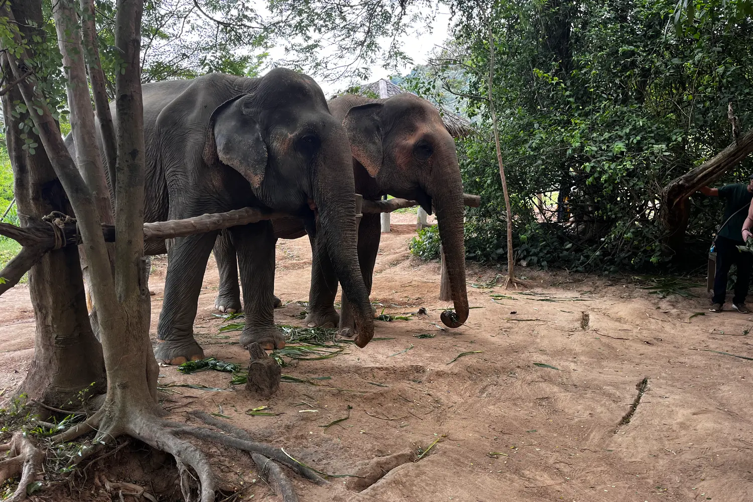 Elephants at the Samui Elephant Sanctuary in Koh Samui