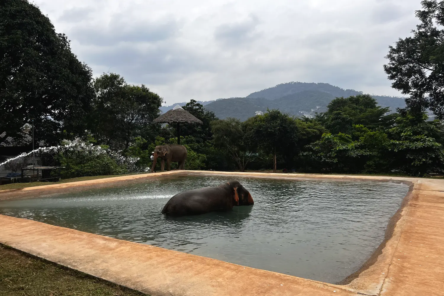Elephants bathing at the Samui Elephant Sanctuary in Koh Samui