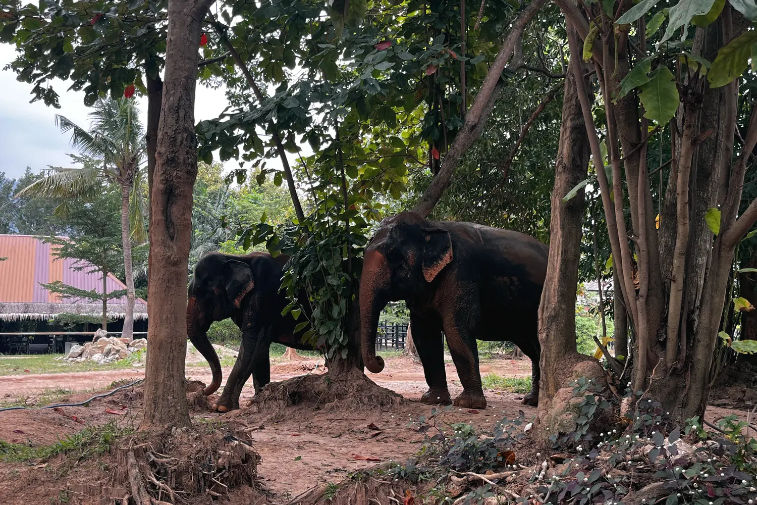 Elephants at the Samui Elephant Sanctuary in Koh Samui