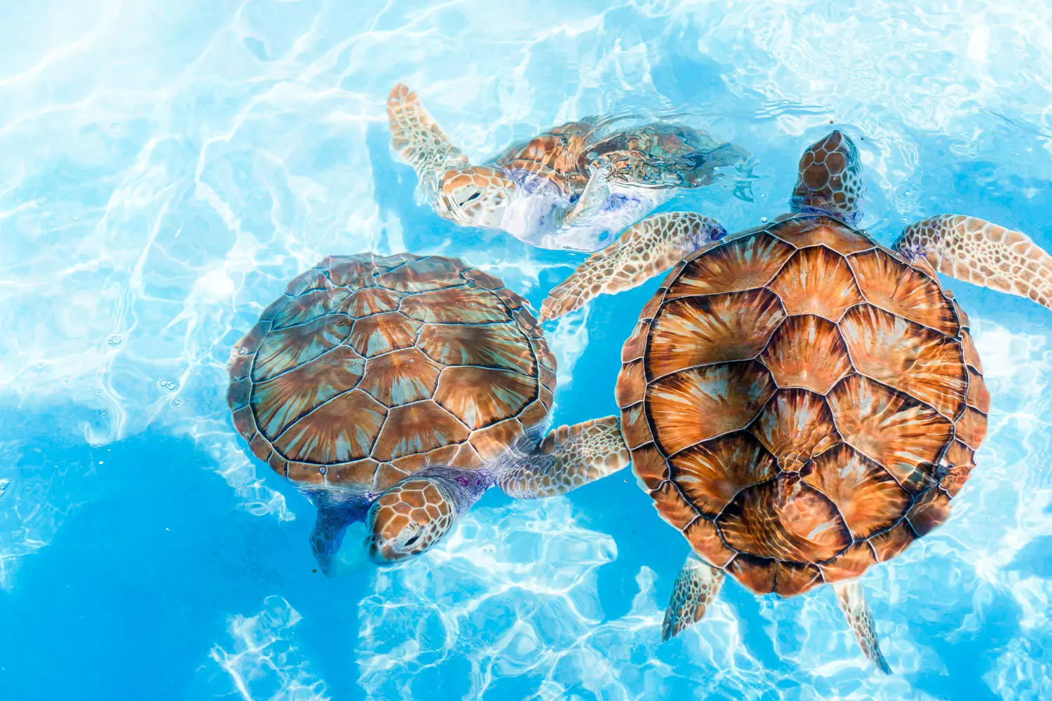 Sea turtles at a conservation center in Thailand