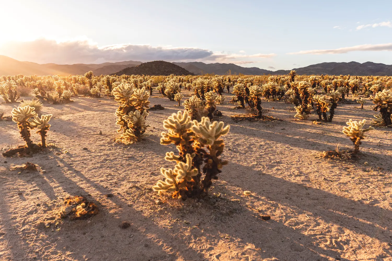 Cholla Cactus Garden at Joshua Tree National Park in California, USA