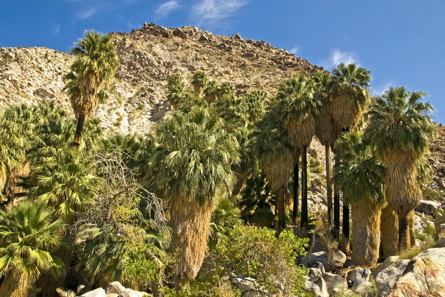 Cottonwood Spring Oasis at Joshua Tree National Park in California, USA