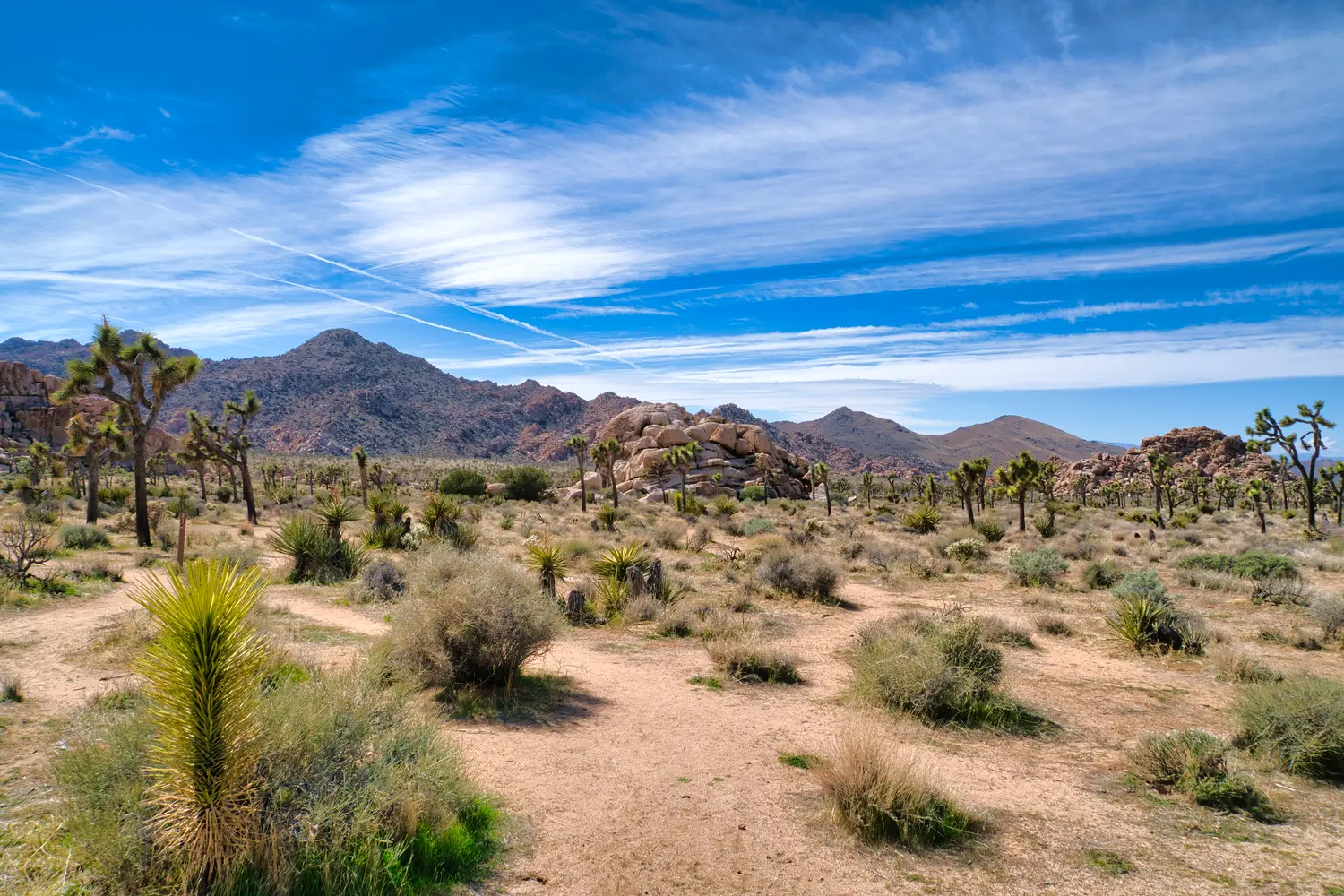 Joshua Tree National Park in California, USA