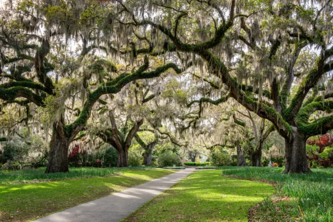 Live Oaks in South Carolina