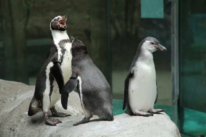 Penguins at the Columbus Zoo, Ohio