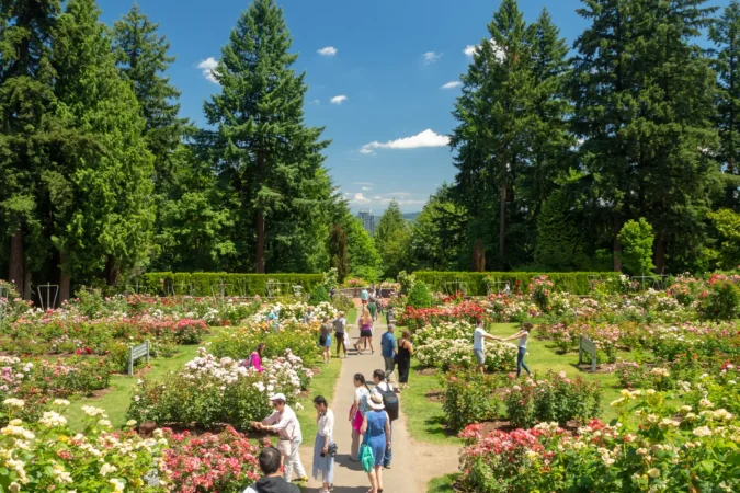 International Rose Test Garden in Portland