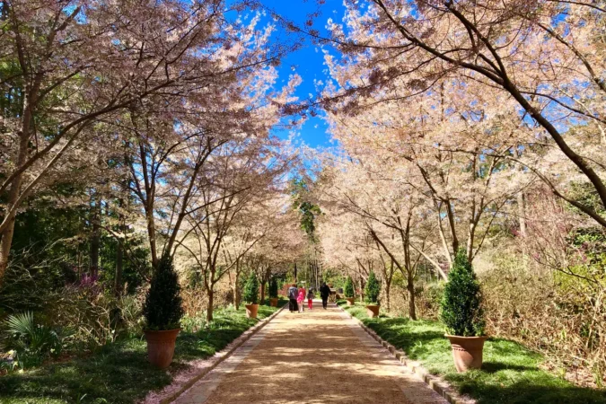 Cherry blossoms at the Sarah P. Duke Gardens in Durham, North Carolina