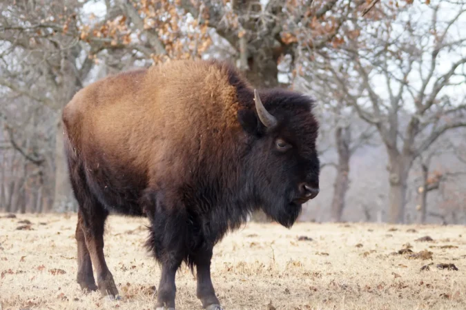 Bison in the fall