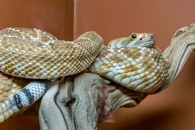 Red Diamond Rattlesnake at the American International Rattlesnake Museum in Albuquerque, New Mexico