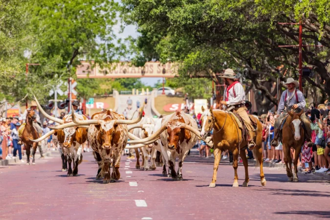 Fort Worth Stockyards cattle show in Texas