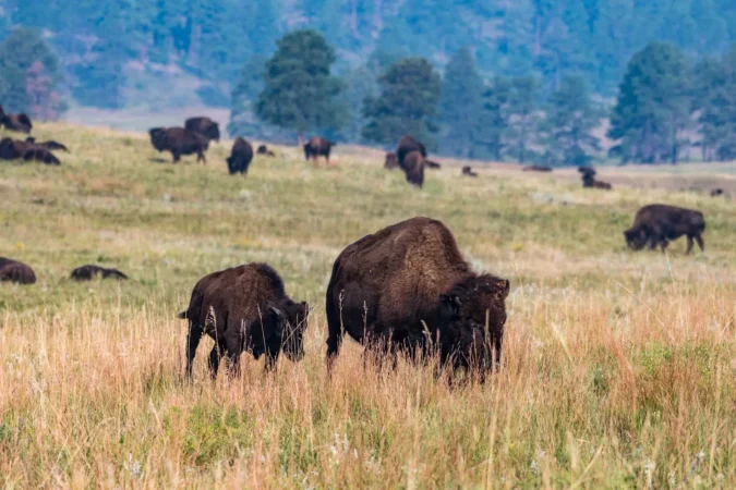 Bison Herd Grazing in Custer State Park in South Dakota