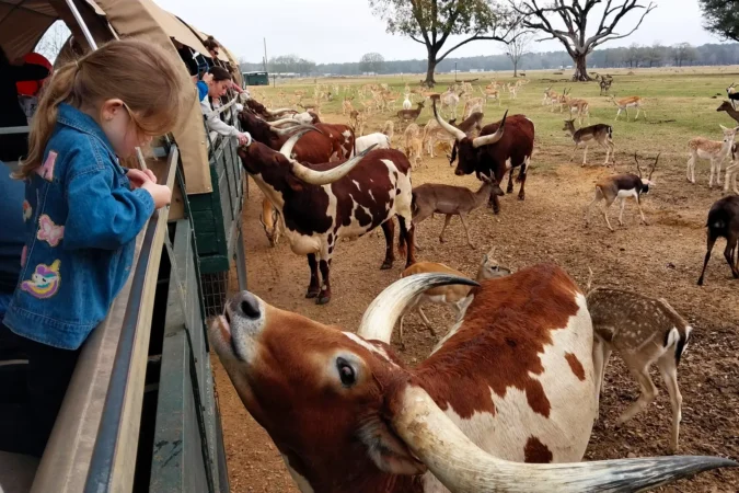 Young girl visiting Global Wildlife Center feeding animals in Louisiana